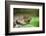 Australia, Sydney. Sydney Sea Life Aquarium. White Lipped Tree Frog-Cindy Miller Hopkins-Framed Photographic Print