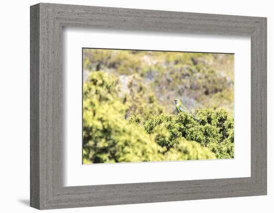 Australia, Tasmania, Cradle Mountain Lake Sinclair NP. Green Rosella in heath plants-Trish Drury-Framed Photographic Print