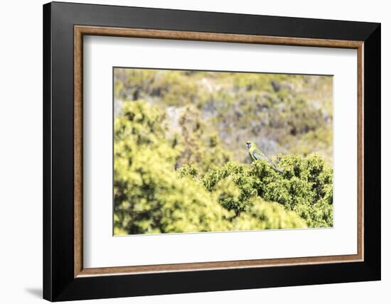 Australia, Tasmania, Cradle Mountain Lake Sinclair NP. Green Rosella in heath plants-Trish Drury-Framed Photographic Print