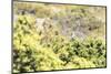 Australia, Tasmania, Cradle Mountain Lake Sinclair NP. Green Rosella in heath plants-Trish Drury-Mounted Photographic Print