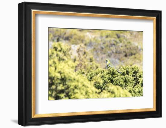 Australia, Tasmania, Cradle Mountain Lake Sinclair NP. Green Rosella in heath plants-Trish Drury-Framed Photographic Print