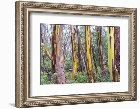 Australia, Tasmania, Cradle Mountain-Lake St Clair NP. Alpine yellow gum peeling bark patterns-Trish Drury-Framed Photographic Print