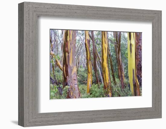 Australia, Tasmania, Cradle Mountain-Lake St Clair NP. Alpine yellow gum peeling bark patterns-Trish Drury-Framed Photographic Print