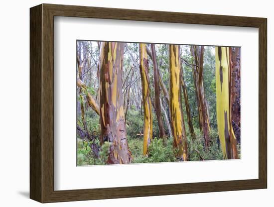 Australia, Tasmania, Cradle Mountain-Lake St Clair NP. Alpine yellow gum peeling bark patterns-Trish Drury-Framed Photographic Print