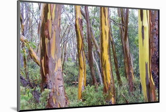 Australia, Tasmania, Cradle Mountain-Lake St Clair NP. Alpine yellow gum peeling bark patterns-Trish Drury-Mounted Photographic Print