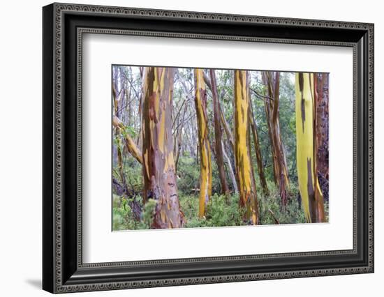 Australia, Tasmania, Cradle Mountain-Lake St Clair NP. Alpine yellow gum peeling bark patterns-Trish Drury-Framed Photographic Print