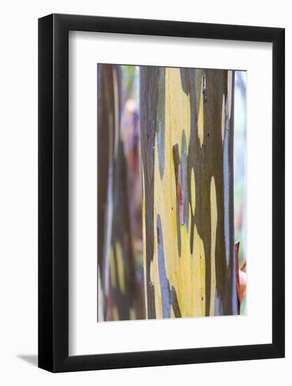 Australia, Tasmania, Cradle Mountain-Lake St Clair NP. Alpine yellow gum peeling bark patterns-Trish Drury-Framed Photographic Print