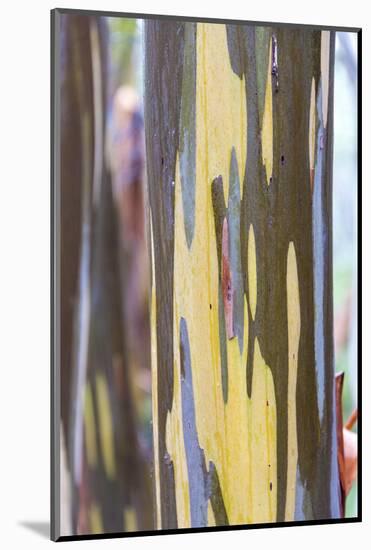 Australia, Tasmania, Cradle Mountain-Lake St Clair NP. Alpine yellow gum peeling bark patterns-Trish Drury-Mounted Photographic Print