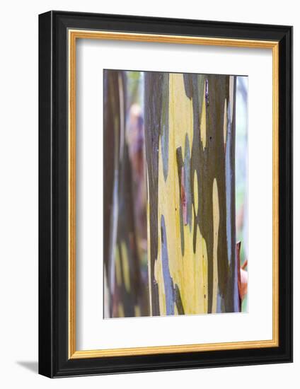 Australia, Tasmania, Cradle Mountain-Lake St Clair NP. Alpine yellow gum peeling bark patterns-Trish Drury-Framed Photographic Print