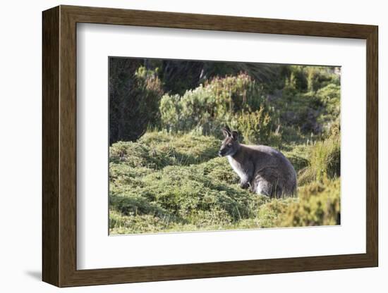 Australia, Tasmania, Cradle Mountain-Lake St Clair NP. Bennetts Wallaby in heath near trail-Trish Drury-Framed Photographic Print