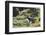 Australia, Tasmania, Cradle Mountain-Lake St Clair NP. Bennetts Wallaby in heath near trail-Trish Drury-Framed Photographic Print