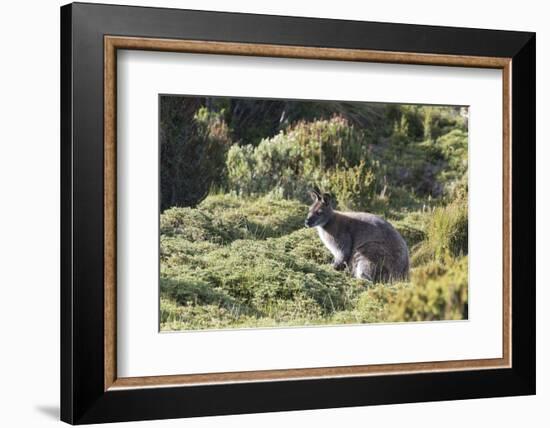 Australia, Tasmania, Cradle Mountain-Lake St Clair NP. Bennetts Wallaby in heath near trail-Trish Drury-Framed Photographic Print