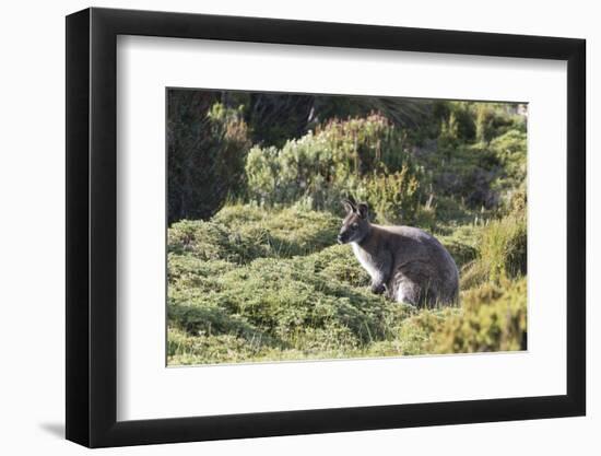 Australia, Tasmania, Cradle Mountain-Lake St Clair NP. Bennetts Wallaby in heath near trail-Trish Drury-Framed Photographic Print