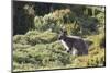 Australia, Tasmania, Cradle Mountain-Lake St Clair NP. Bennetts Wallaby in heath near trail-Trish Drury-Mounted Photographic Print