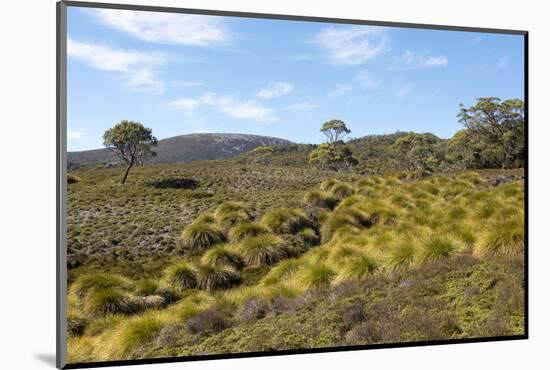 Australia, Tasmania, Cradle Mountain-Lake St Clair NP Button grass moorland. Overland Track-Trish Drury-Mounted Photographic Print