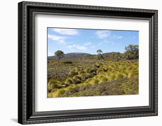 Australia, Tasmania, Cradle Mountain-Lake St Clair NP Button grass moorland. Overland Track-Trish Drury-Framed Photographic Print