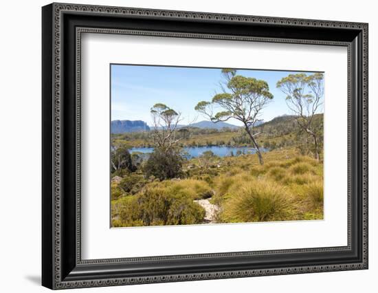 Australia, Tasmania. Cradle Mountain-Lake St. Clair NP. Lake Windermere, Mount Oakleigh.-Trish Drury-Framed Photographic Print