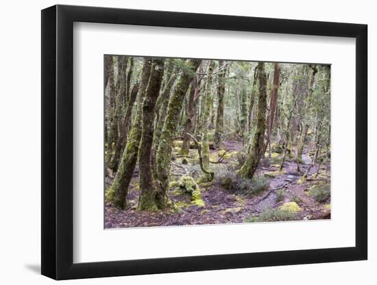 Australia, Tasmania. Cradle Mountain-Lake St Clair NP Overland Track. Temperate rainforest.-Trish Drury-Framed Photographic Print