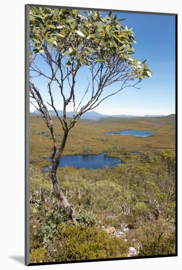Australia, Tasmania, Cradle Mountain-Lake St Clair NP. Overland Track vista. Alpine tarns and heath-Trish Drury-Mounted Photographic Print