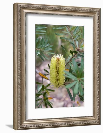 Australia, Tasmania, Cradle Mountain-Lake St Clair NP. Overland Track.-Trish Drury-Framed Photographic Print