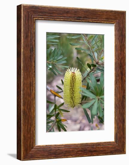 Australia, Tasmania, Cradle Mountain-Lake St Clair NP. Overland Track.-Trish Drury-Framed Photographic Print