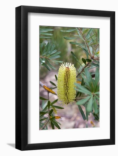 Australia, Tasmania, Cradle Mountain-Lake St Clair NP. Overland Track.-Trish Drury-Framed Photographic Print