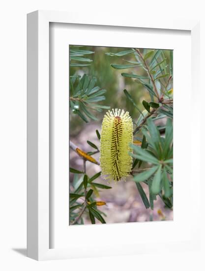 Australia, Tasmania, Cradle Mountain-Lake St Clair NP. Overland Track.-Trish Drury-Framed Photographic Print