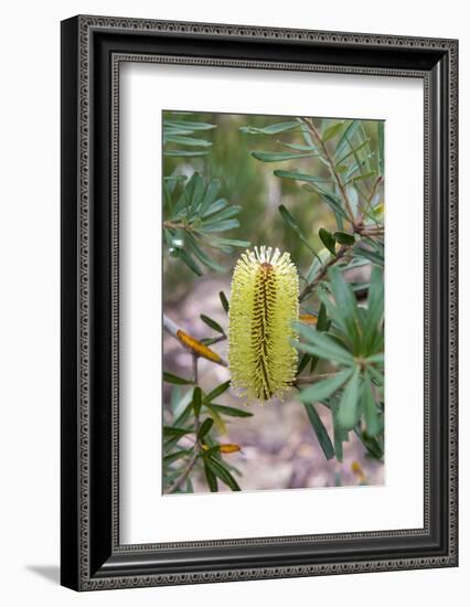 Australia, Tasmania, Cradle Mountain-Lake St Clair NP. Overland Track.-Trish Drury-Framed Photographic Print