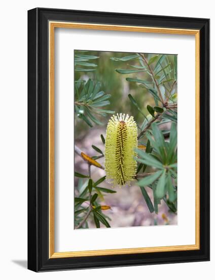 Australia, Tasmania, Cradle Mountain-Lake St Clair NP. Overland Track.-Trish Drury-Framed Photographic Print