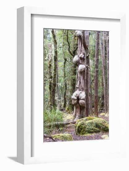 Australia, Tasmania, Cradle Mountain-Lake St Clair NP. Overland Track.-Trish Drury-Framed Photographic Print