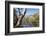 Australia, Tasmania, Cradle Mountain-Lake St Clair NP. Reflected mountains in Crater Lake.-Trish Drury-Framed Photographic Print