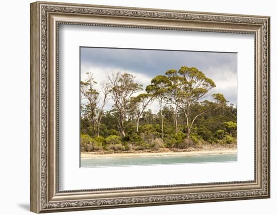 Australia, Tasmania, Eucalyptus on beach great light Fortescue Bay Tasman Peninsula-Trish Drury-Framed Photographic Print