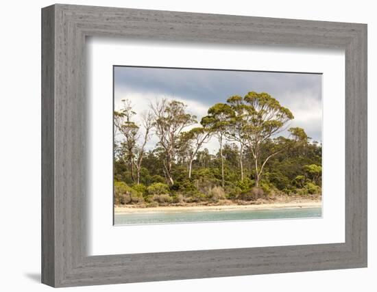 Australia, Tasmania, Eucalyptus on beach great light Fortescue Bay Tasman Peninsula-Trish Drury-Framed Photographic Print