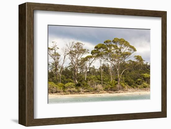 Australia, Tasmania, Eucalyptus on beach great light Fortescue Bay Tasman Peninsula-Trish Drury-Framed Photographic Print