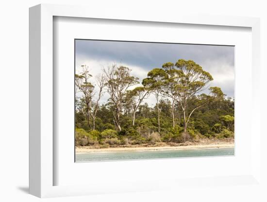 Australia, Tasmania, Eucalyptus on beach great light Fortescue Bay Tasman Peninsula-Trish Drury-Framed Photographic Print