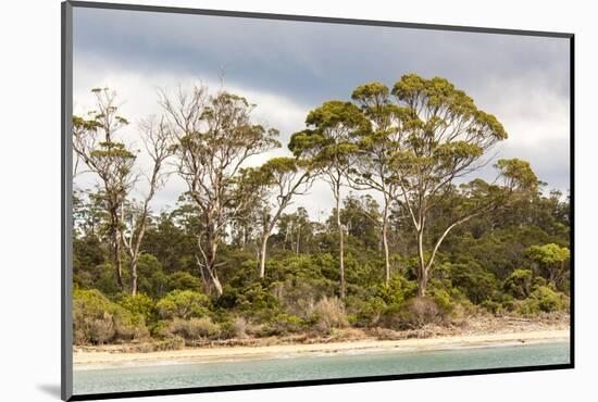 Australia, Tasmania, Eucalyptus on beach great light Fortescue Bay Tasman Peninsula-Trish Drury-Mounted Photographic Print