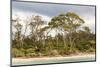 Australia, Tasmania, Eucalyptus on beach great light Fortescue Bay Tasman Peninsula-Trish Drury-Mounted Photographic Print