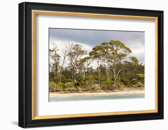 Australia, Tasmania, Eucalyptus on beach great light Fortescue Bay Tasman Peninsula-Trish Drury-Framed Photographic Print