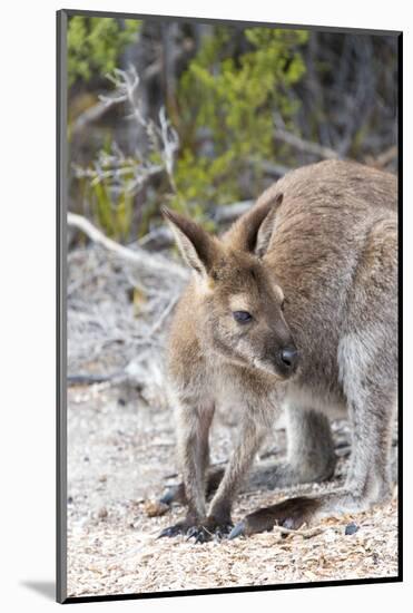 Australia, Tasmania, Freycinet National Park. Red-necked wallaby stands on Wineglass Bay beach-Trish Drury-Mounted Photographic Print