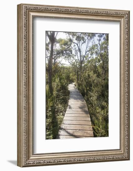 Australia, Tasmania, Tasman National Park. Three Capes Track Cape Hauy boardwalk.-Trish Drury-Framed Photographic Print