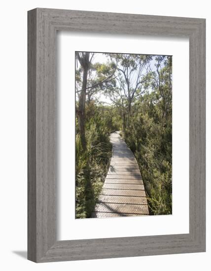 Australia, Tasmania, Tasman National Park. Three Capes Track Cape Hauy boardwalk.-Trish Drury-Framed Photographic Print