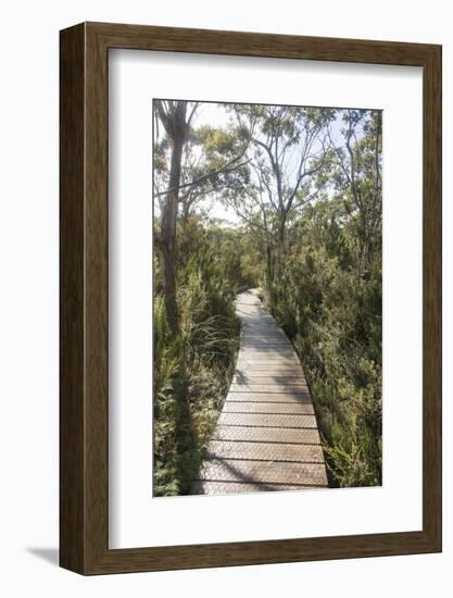 Australia, Tasmania, Tasman National Park. Three Capes Track Cape Hauy boardwalk.-Trish Drury-Framed Photographic Print