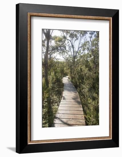 Australia, Tasmania, Tasman National Park. Three Capes Track Cape Hauy boardwalk.-Trish Drury-Framed Photographic Print