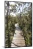 Australia, Tasmania, Tasman National Park. Three Capes Track Cape Hauy boardwalk.-Trish Drury-Mounted Photographic Print