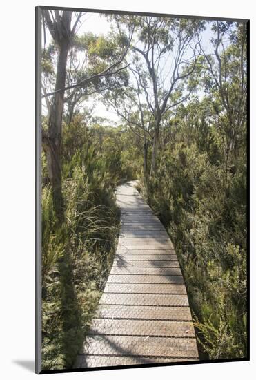 Australia, Tasmania, Tasman National Park. Three Capes Track Cape Hauy boardwalk.-Trish Drury-Mounted Photographic Print