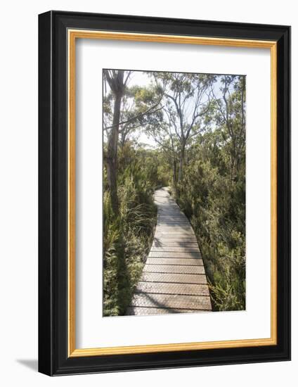 Australia, Tasmania, Tasman National Park. Three Capes Track Cape Hauy boardwalk.-Trish Drury-Framed Photographic Print