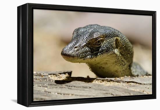 Australia, Territory Wildlife Park. Mertens Water Monitor-Cindy Miller Hopkins-Framed Premier Image Canvas