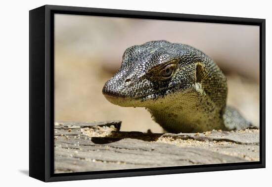 Australia, Territory Wildlife Park. Mertens Water Monitor-Cindy Miller Hopkins-Framed Premier Image Canvas