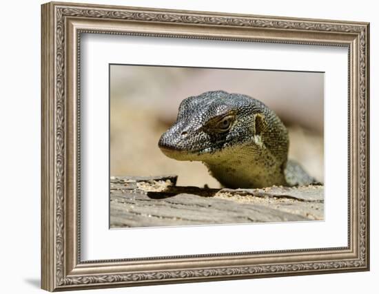 Australia, Territory Wildlife Park. Mertens Water Monitor-Cindy Miller Hopkins-Framed Photographic Print