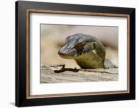 Australia, Territory Wildlife Park. Mertens Water Monitor-Cindy Miller Hopkins-Framed Photographic Print